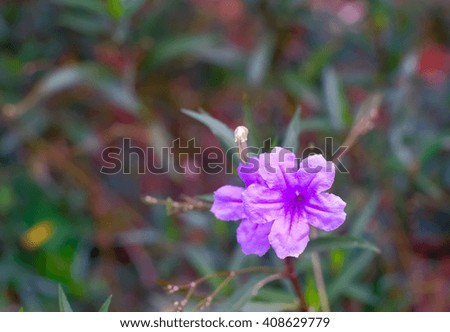 a picture of close up ruellias or wild petunias flower on tree