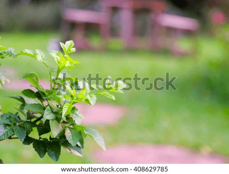 a close up picture of natural green leaves and blurred green natural background