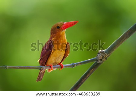 Ruddy Kingfisher