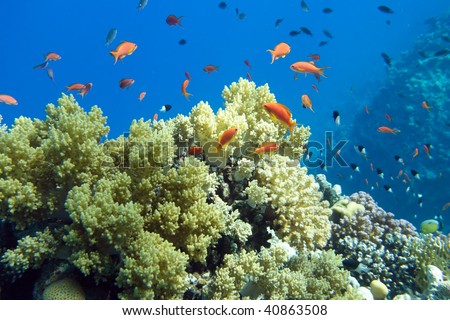  Coral fish of the  Red sea. Egypt