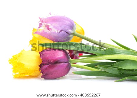 Flower tulip 