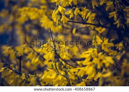 Vintage photo of beautiful yellow forsythia flowers. Natural background of springtime flowers.