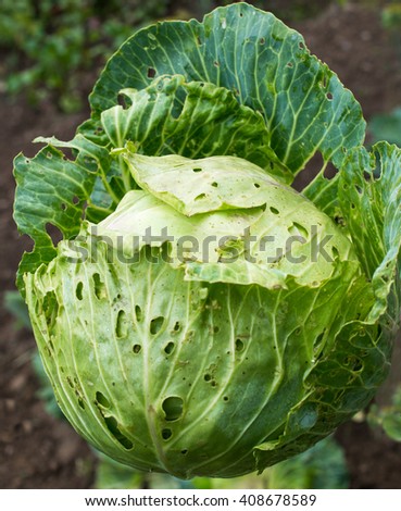 Cabbage head with holes in its leaves made by caterpillars in the vegetable garden.