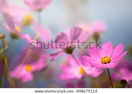 Close up chrysanthemum, close up wild flower, soft light flower, Pink flower, rose red flower