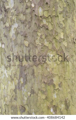 Tree bark of a Sycamore with textures and colors
