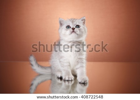Tabby Scottish kitten, portrait  on a studio color background 