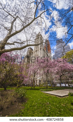 Trees in Blossom in City Hall Park in Lower Manhattan, New York, USA. Skyscrapers on the background.