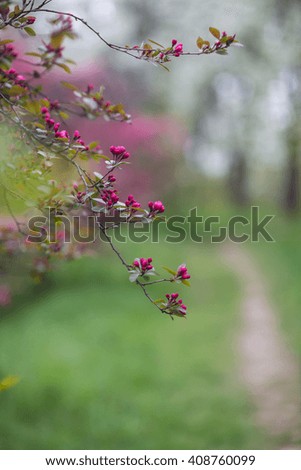 Blooming tree with pink flowers in spring. Springtime. Sunny day