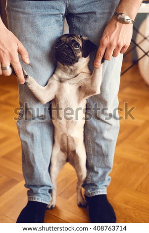 Pug standing on two legs.