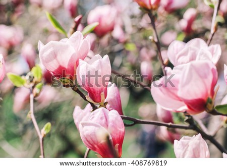 Spring magnolia flowers on the natural background. For this picture applied color toning effect.