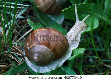 Snail in the green grass kissing the leaf