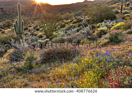 Blooming Sonoran Desert catching day's last rays. Royalty-Free Stock Photo #408776626