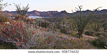 Blooming Chuparosa in Sonoran Desert, near Phoenix.