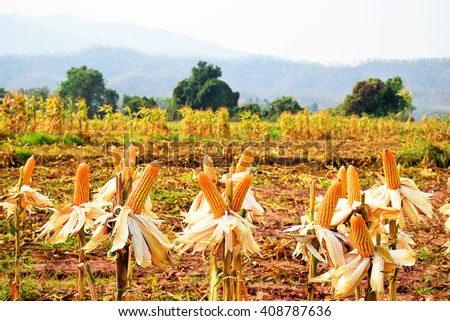
Corn Field