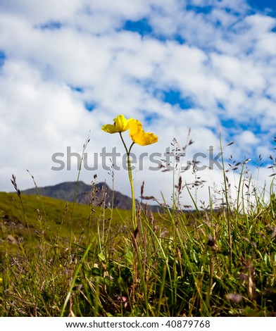 Close-up photo of yellow flower and Sayan Mountains. It looks like flower is bigger than mountains.
