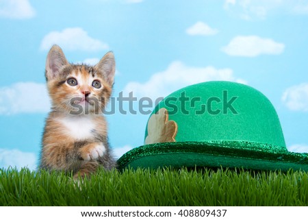Tortie Tabby kitten perched below tall green spring grass looking forward to the side with blue background white fluffy clouds. Green Saint Patty's Day hat sitting next to cat