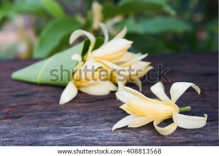 Close up white Champaka on wood background , originate Thailand