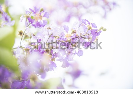 Blur flower background