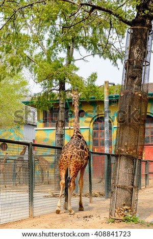 Giraffe at the  Beijing Zoo, a zoological park in Beijing, China.