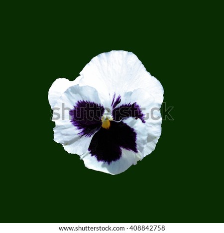 Single Pansies with green background 
