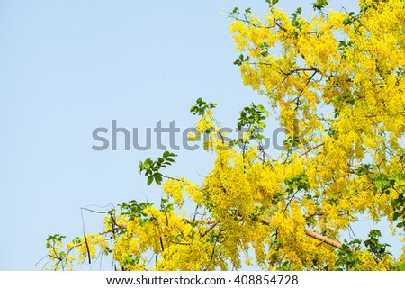 Golden shower tree (Cassia fistula) with blue sky