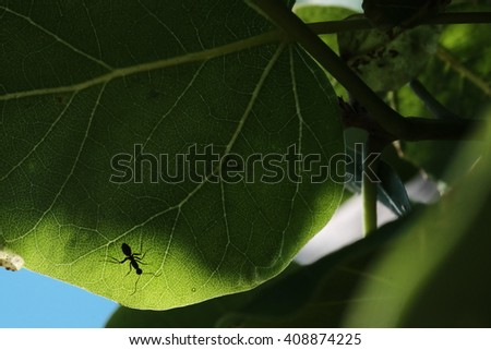 macro photo of green leaf with ant shadow