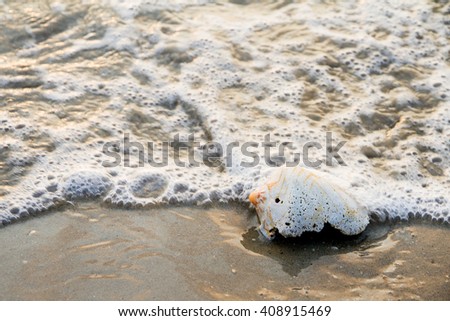 Conch shell on beach with waves.selective focus