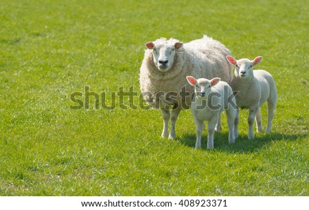 Proud mother with a thick winter fur presents her innocent looking newborn lambs standing on lush green grass on a sunny day at the beginning of spring season. Royalty-Free Stock Photo #408923371