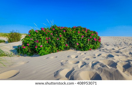 Desert rose,Beautiful red roses bush in the desert