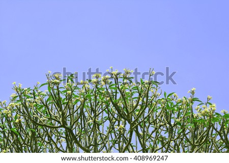 The Impala Lily flowers tree is shed leaf on clear blue sky background