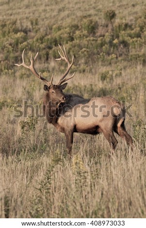 Bugling Bull Elk - Photograph taken in Elk County, Elk State Forest, Pennsylvania