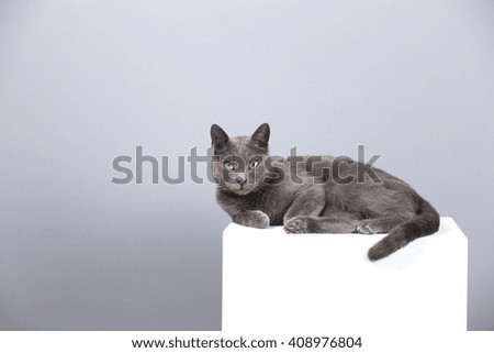 portrait of a charming gray cat, posing on a pedestal, studio shooting on middle gray background