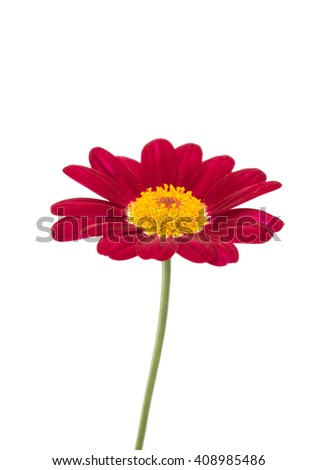 Red daisy isolated on white background