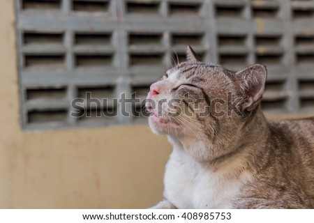 cat with closed eyes