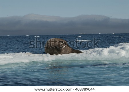 Walrus on an ice floe