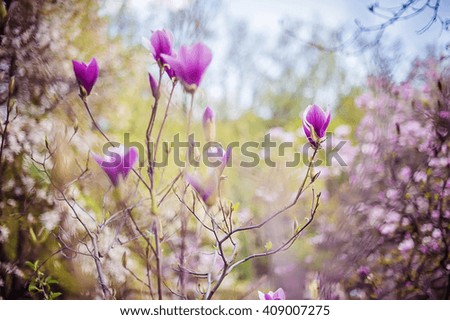 closeup magnolia flower. natural floral spring or summer background with soft focus and blur