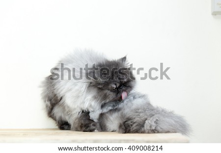 cute fluffy kitten, beautiful Persian grey cat, exotic cat resting on a wooden table