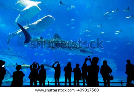 People observing fish at the aquarium Royalty-Free Stock Photo #409017580