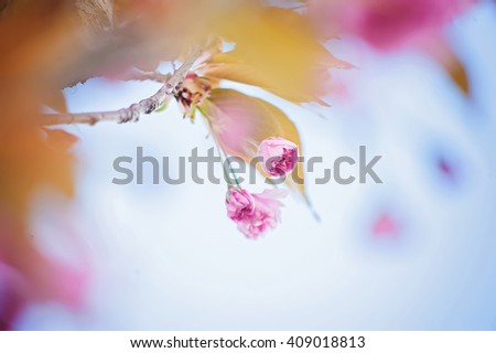 abstract blured floral spring or summer natural  background. picture with soft focus