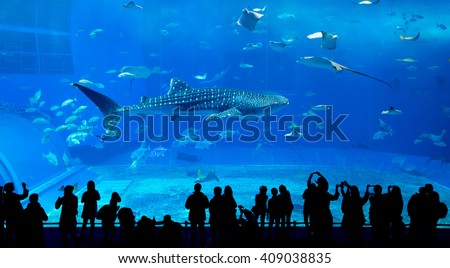Whale shark in Okinawa Churaumi Aquarium 