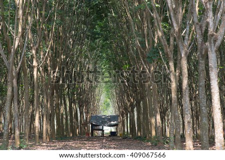 A little house in forest, rubber plantation