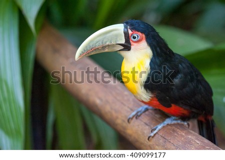 Small brazilian toucan