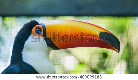 Brazilian toucan