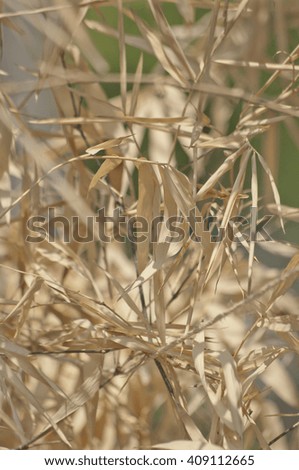 Brown bamboo leaves