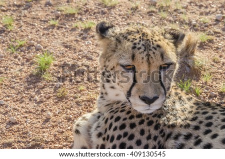 Tired cheetah resting on the ground. Picture taken in Namibia.