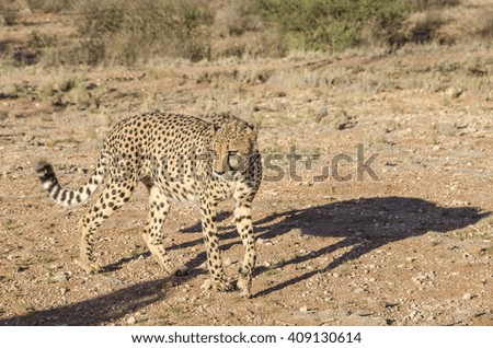 Cheetah walking in the evening sun. Picture taken in Namibia.