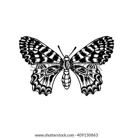 beautiful butterfly vector illustration
