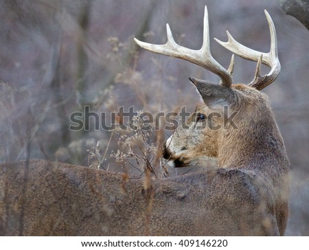 Photo of the male strong deer with horns looking back