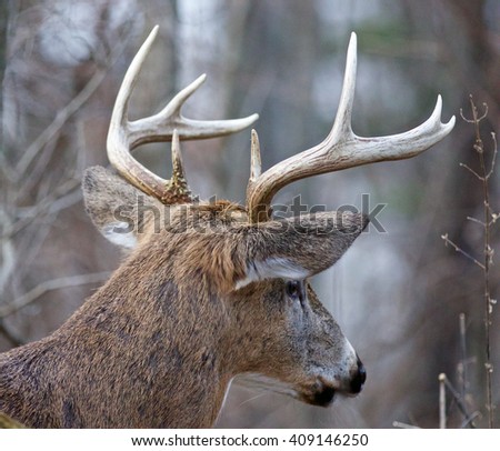 Beautiful isolated image of a male deer with the horns