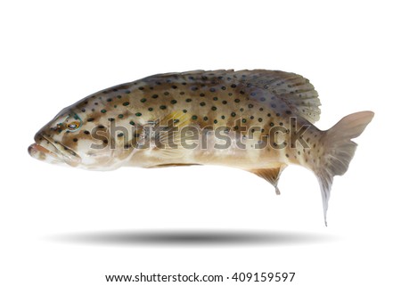 Spotted coral grouper or Leopard grouper /fish isolated on white background /expensive price seafood/popular in restaurant/export fish